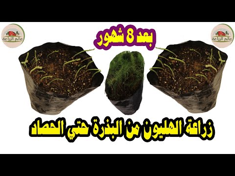 زراعة الاسبراجوس ( الاسبرجس ) من البذور في المنزل, موعد زراعة بذور الهليون, موعد حصاد الاسبرجس,