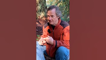 The Redwood USED to be the biggest tree in the world