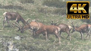Val Di Rabbi 4Knın Kalbinde Bambi Ve Majestic Geyik