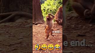 This Baby Monkey Has Better Dance Moves Than Me! 💃🐒#shorts #monkeydance #funnymonkey #monkeyvideos