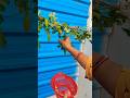 Harvesting fresh Kundaru Vegetable #nature #gardening #shortvideo #ytshorts