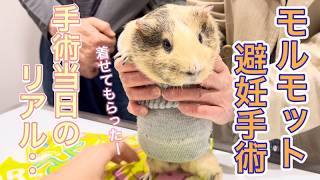 【手術当日】モルモットの子宮卵巣摘出～無事に終わるまでの記録～【モルモットの避妊手術・子宮卵巣摘出】#モルモット #モルモットかわいい  #避妊手術
