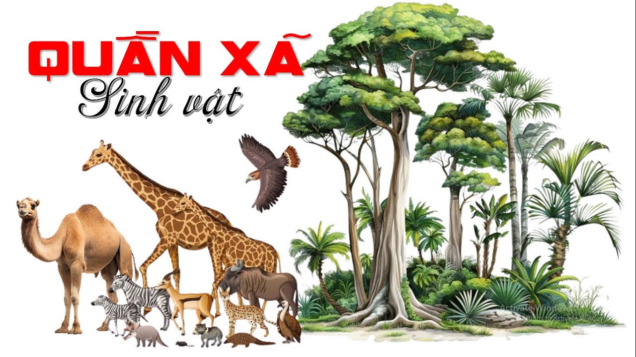 QUẦN XÃ SINH VẬT | SINH HỌC 12 | BIOLOGY