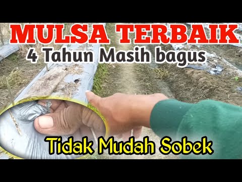 Video: Info Pemilihan Mulsa - Memilih Mulsa Untuk Kebun