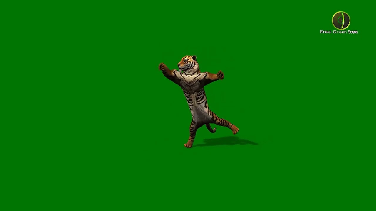 Tiger Dancing 2 Green Screen HD