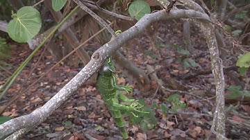 Iguanas stiffen up as cold weather sweeps across South Florida