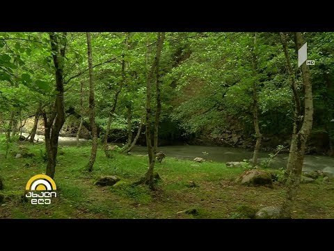 #ახალიდღე შეისვენე ტყეში