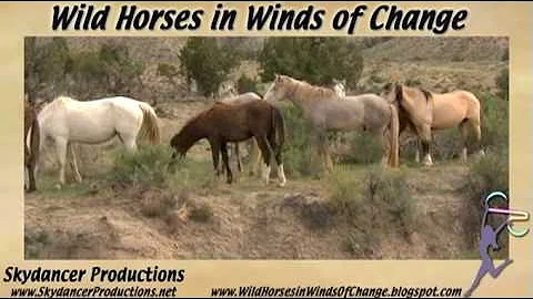 Saving America's Wild Horses,