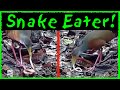 Caught on Camera: Angry Bird Stabs SNAKE. Eats it in Trail Cam Video