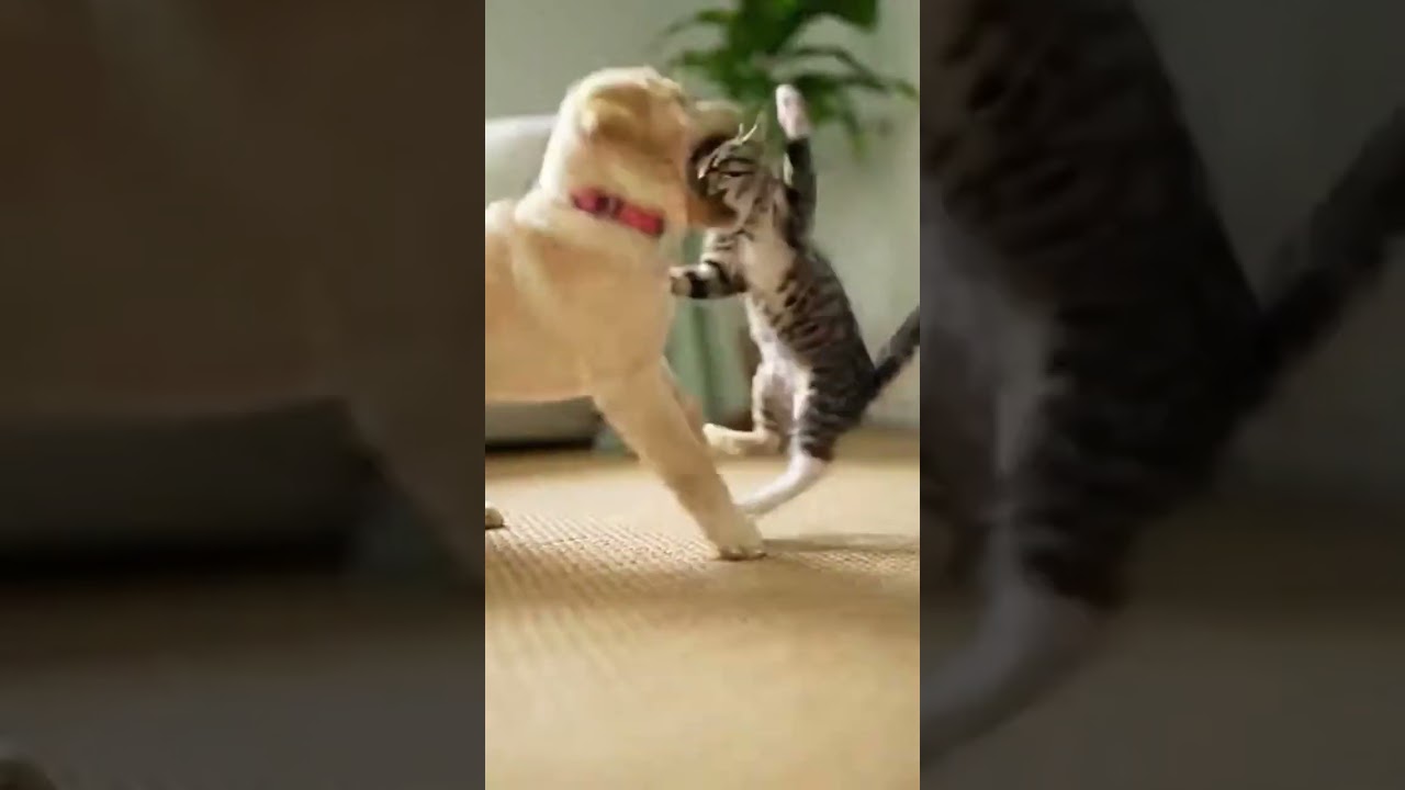 Cat vs Dog Battle: Hilarious Fight You Can’t Miss! 😂🐱🐶 | Funny Pet Shorts 