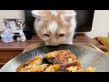 朝、カーテンを開けて起こしてくれる愛猫【牡蠣餃子】
