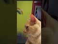 some cats are amazing..