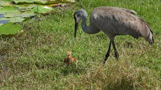 Baby Cranes are Born.