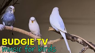 Budgie Sounds Music For Birds