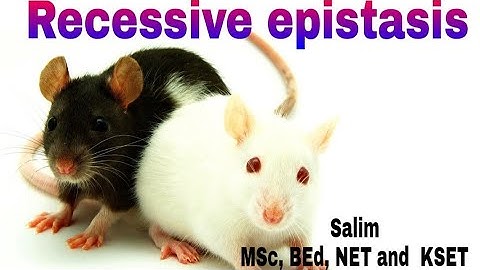 Epistasis(Part-2)/ Recessive epistasis - Principles of Inheritance and variations class 12