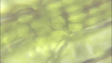 Common grass green leaf under microscope.