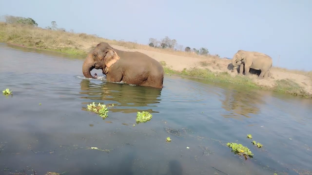 🐘How elephant is playing in the water 🐘enjoy every moment with elephant.   LIKE AND SUSCRIBE 