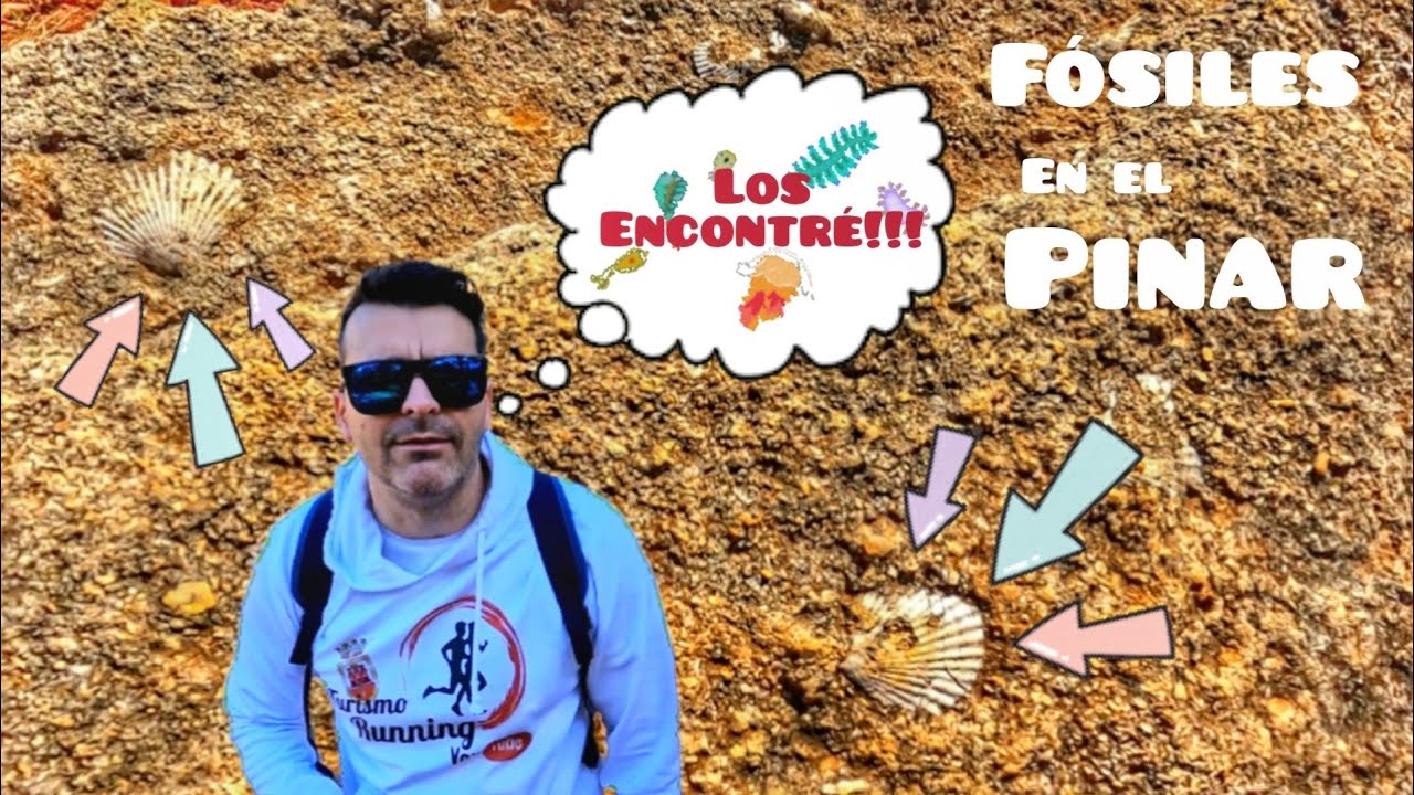 ¿sabías que hay fósiles en el pinar del rey? os enseñamos donde!!!