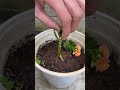 How to graft Kalanchoe 2 colors on 1 tree