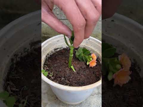 Video: Kalanchoe Blossfeld: foto, koduhooldus, raviomadused