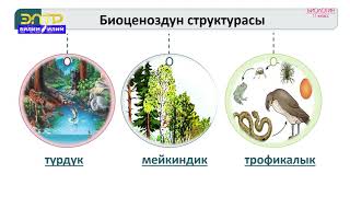 картинка: 11-класс | Биология | Биоценоз жана анын структурасы. Агроценоз