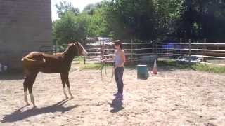 My Assets Are Fancy 2012 APHA/AQHA Colt