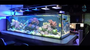 Trọn Bộ Setup Hồ Cá Biển 500 Triệu Tại Văn Phòng | Nami Aqua
