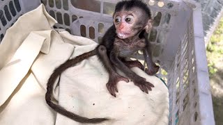 heartbreaking to see this poor little monkey