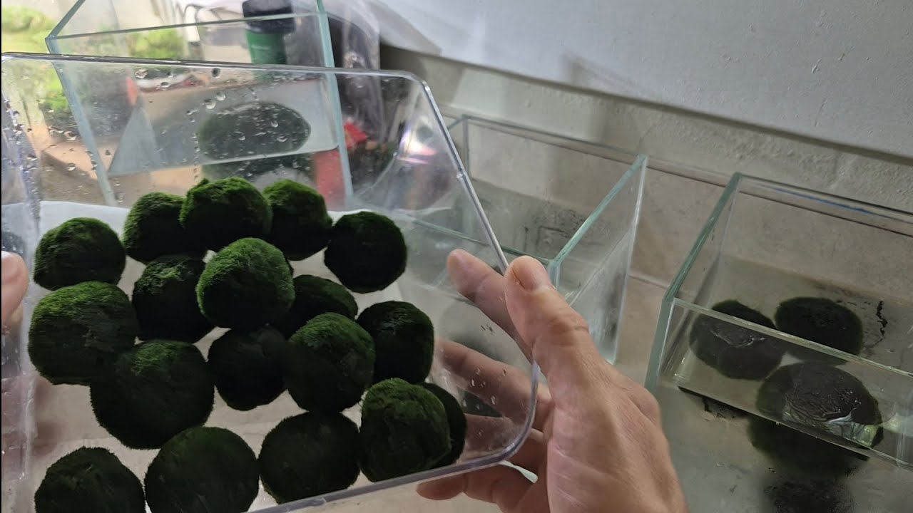 Marimo 'den of monsters' water change!!!!! Its watering day!!! #marimo 