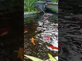 colorful fish #fish #fishlover