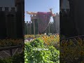 Парк цветов в Дубае Miracle Garden