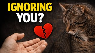 Why Your Cat Suddenly Ignores You (It’s Not Personal)