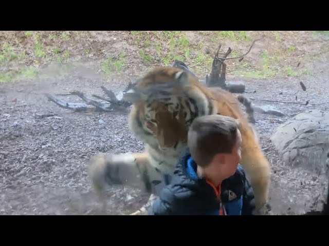 Video: Tiger charges at little boy at Dublin Zoo class=