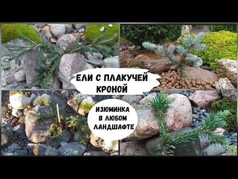 Ели с плакучей кроной - изюминка в любом ландшафте.