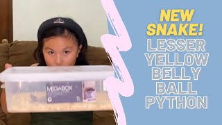 NEW SNAKE!!! LESSER YELLOWBELLY BALL PYTHON!!!