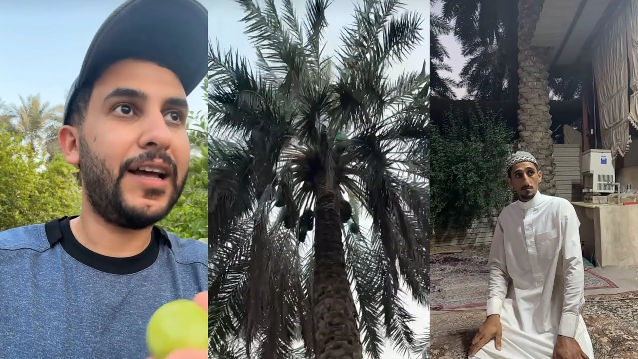 تقرير نايف حمدان في الاحساء (مزرعة ابو علي) ١٧ أكتوبر ٢٠٢٥