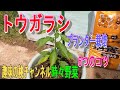 【トウガラシ】プランター栽培 6つのコツ 23/7/18