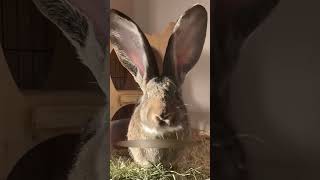 أرنب الفلمنك العملاق!🐰🔥