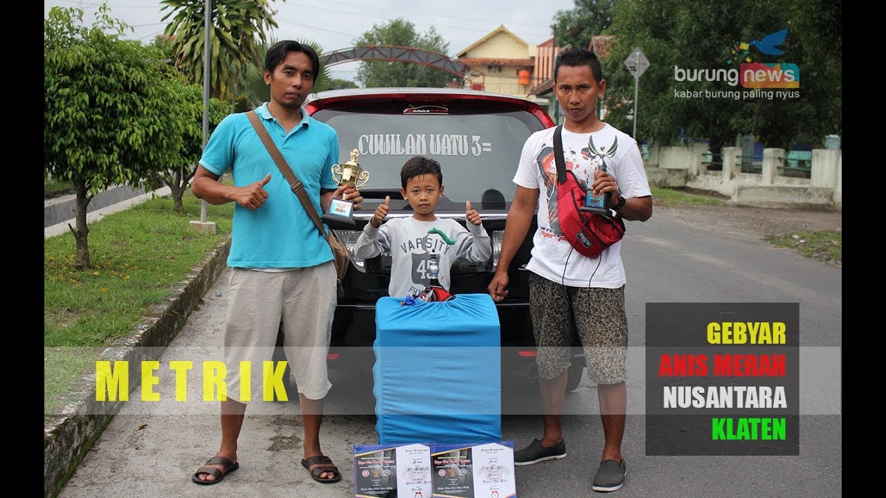 Gebyar Anis Merah Nusantara Aksi Metrik Di Kelas Kenari Standar