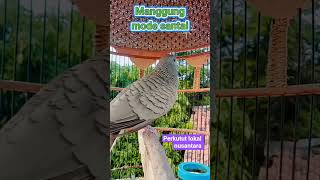 Download Lagu Manggung mode santai -masteran burung perkutut 2893 MP3