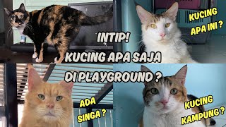 Kucing kampung gemuk-gemuk diplayground nuansa kucing ; Daily Vlog 🐈 by Oco Nugroho 263 views 4 months ago 3 minutes, 21 seconds