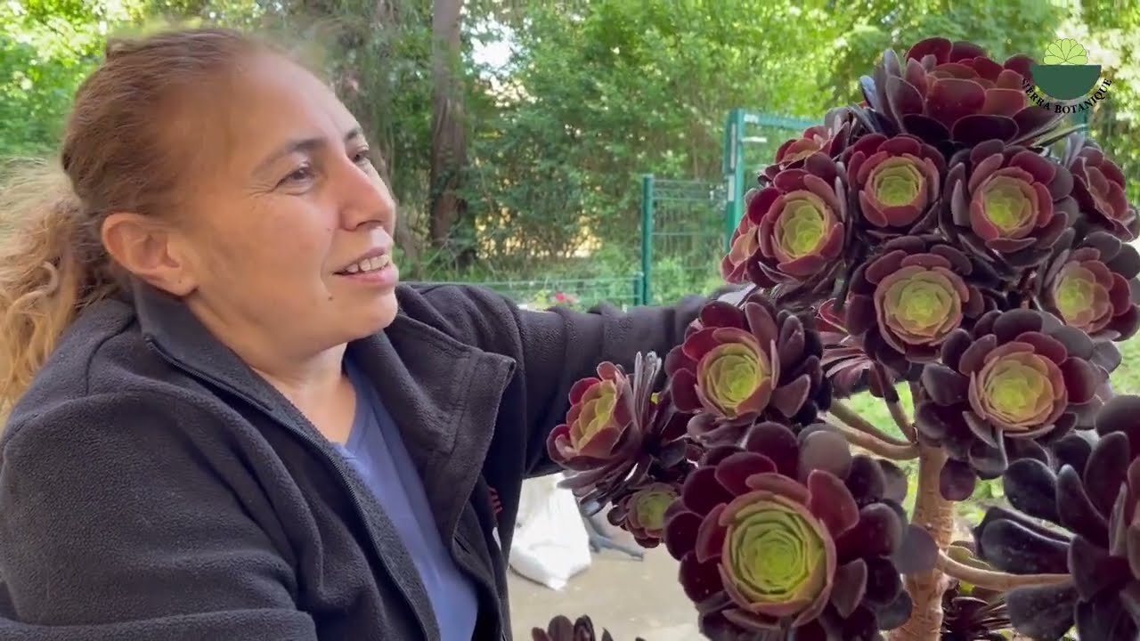 DEV ROZETLERİ VE UZUN DALLARIYLA TAM BİR AĞAÇ OLMUŞ. 2 Kişi Zorlandık/ AEONİUM ARBOREUM VELOUR BAKIM