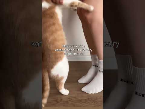 Интроверты, они такие#смешнойreels #кошки #кошатникипоймут #кошатница #любителикошек #трендыreels