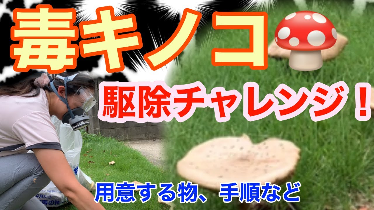 毒キノコ駆除 猛毒 手で触っても大丈夫 アラフォー主婦チャレンジ 毒キノコの な裏側の話など Diy 古民家再生 毒キノコ Youtube