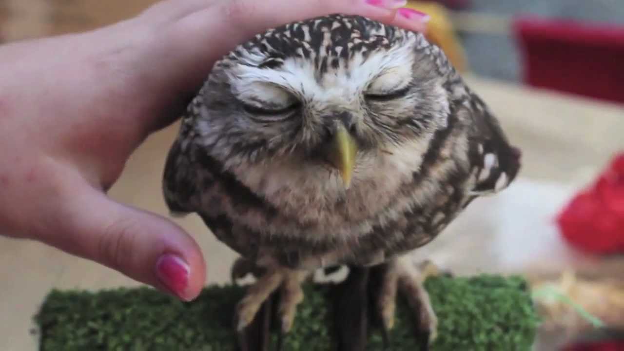 Chill Owl (Kaepora Gaebora) - YouTube