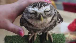 Download Chill Owl Kaepora Gaebora Video MP3 Chill Owl Kaepora Gaebora