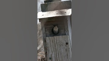 Tree swallow peeking from its box #shorts