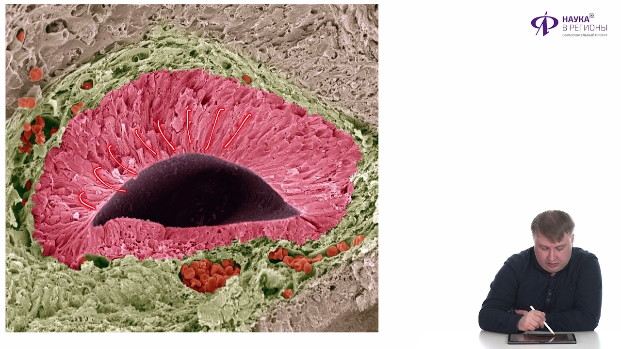 Биология | Вомероназальный орган и обонятельный рецептор