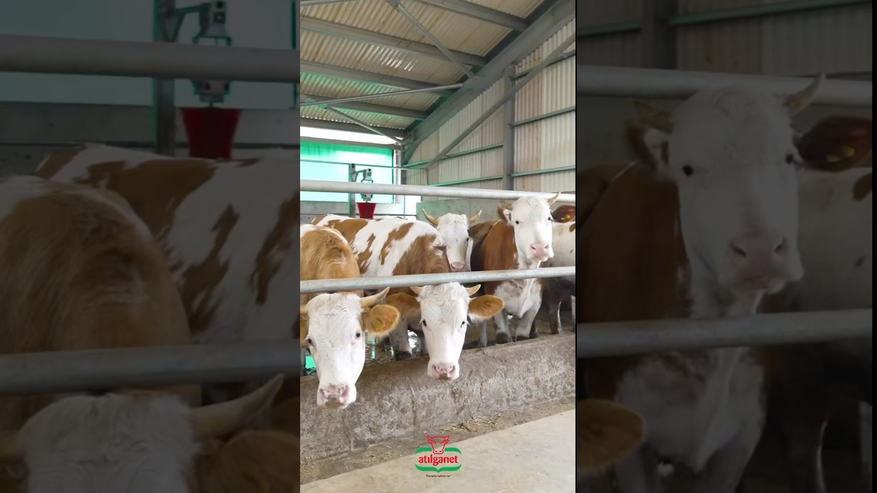 Herkese iyi bayramlar 🎉 #tosun #kurban #kurbanbayrami #edit #dana #bayram