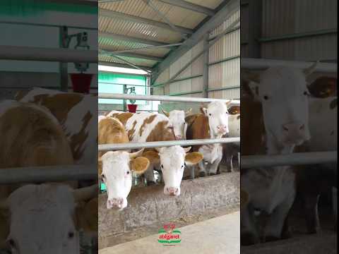 Herkese iyi bayramlar 🎉 #tosun #kurban #kurbanbayrami #edit #dana #bayram